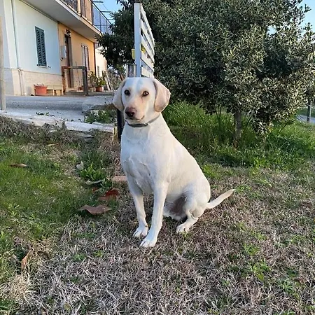 La Limonaia 4* Tollo