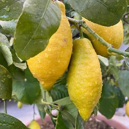 La Limonaia
