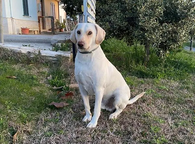 La Limonaia 4* Tollo